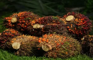Malaysia end-Aug palm oil stocks hit 2 million tonne for first time in 2 years