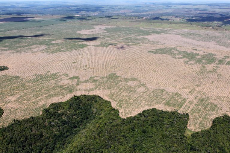 EU Adopts Regulation to Combat Global Deforestation and Forest Degradation