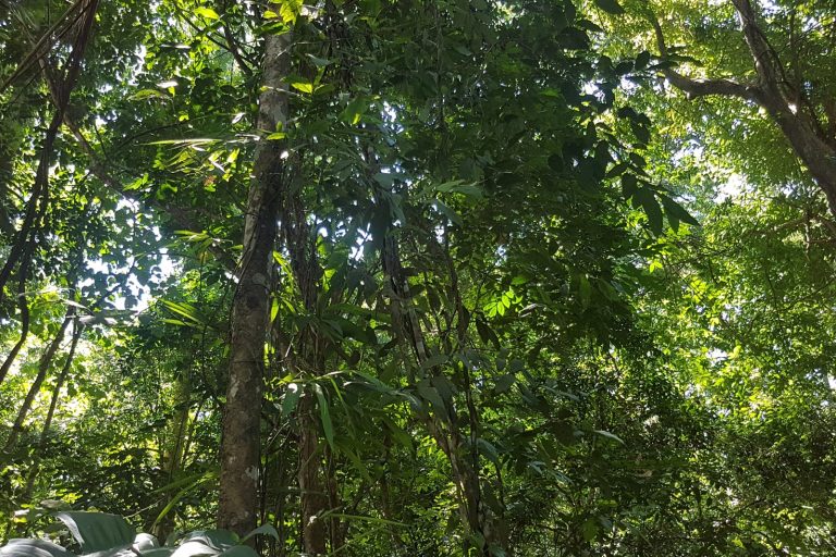 EU Deforestation Rule Takes Effect December 2024