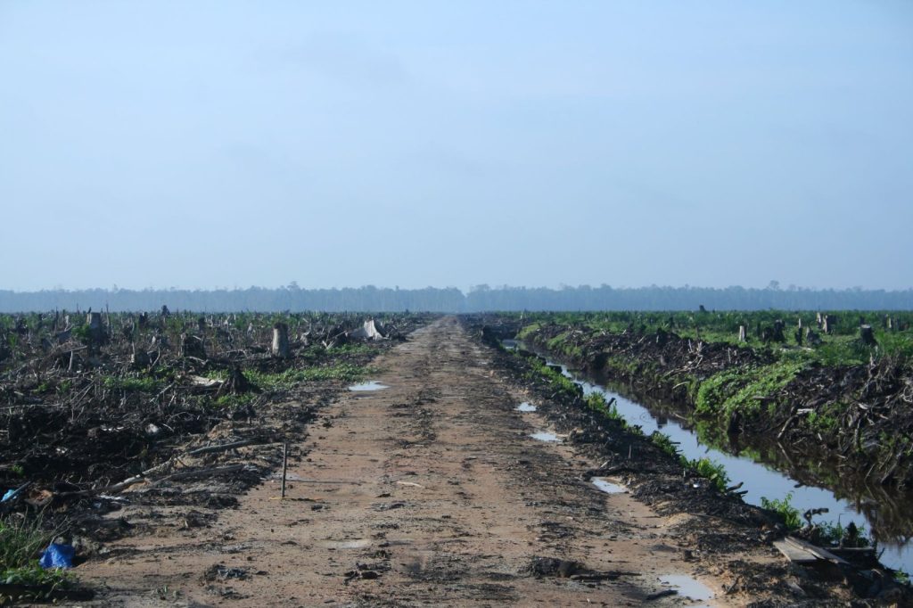 EU Deforestation Law Mandates Plot Coordinates by Dec 2024