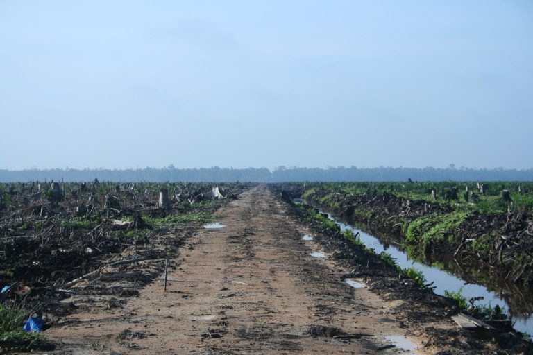 EU Deforestation Law Mandates Plot Coordinates by Dec 2024