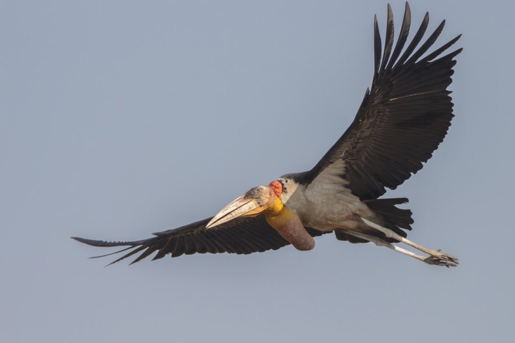 GPS Trackers Unveil Secrets of Rare Storks Released in Cambodia