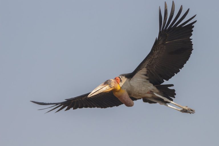 GPS Trackers Unveil Secrets of Rare Storks Released in Cambodia