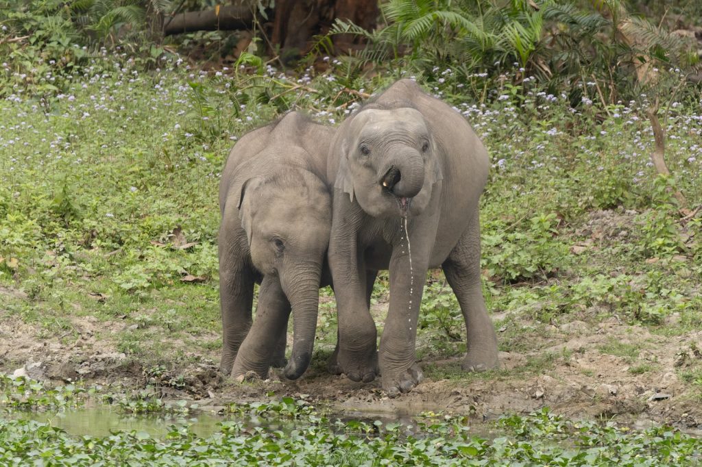 Wild Elephants Trample Six to Death in Jharkhand