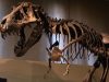 New Fossil Study Reveals Pterosaur Species Exhibited Shimmering Iridescent Colors New Fossil Study Reveals Pterosaur Species Exhibited Shimmering Iridescent Colors