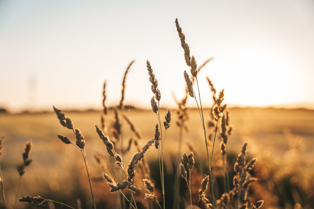 Black Sea Grain Initiative Fades as Military Pressure Mounts