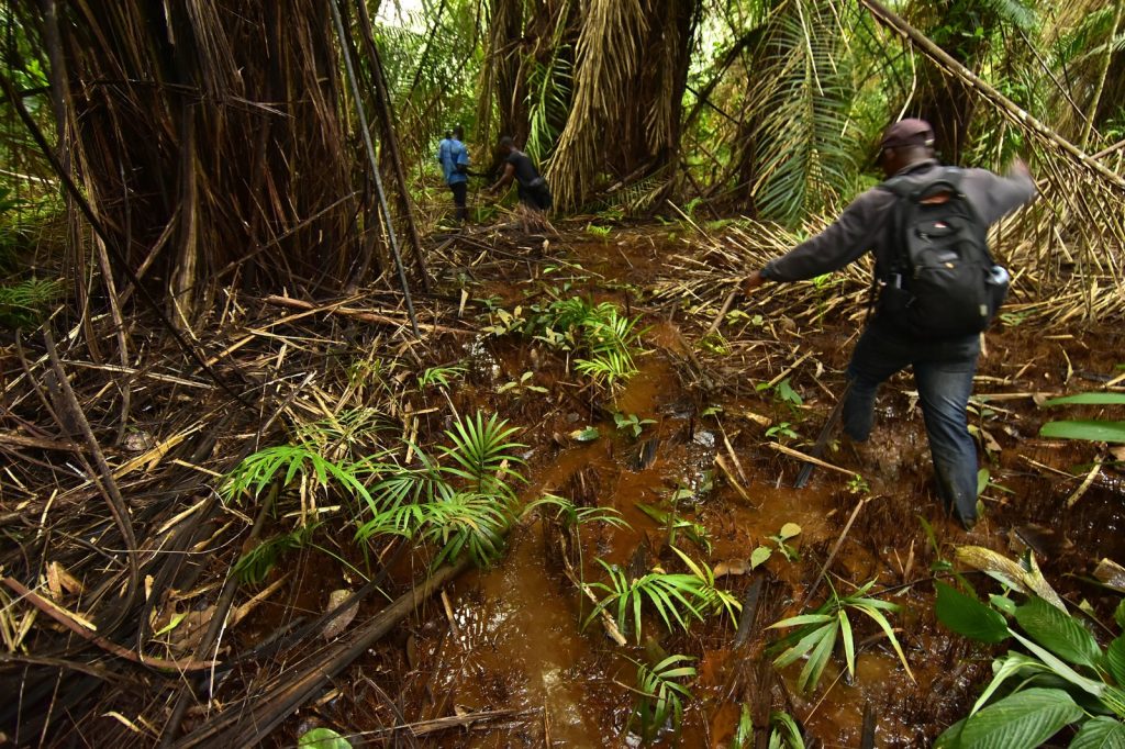 Liberia\u2019s Forests Under Threat from Illegal Logging and Mining