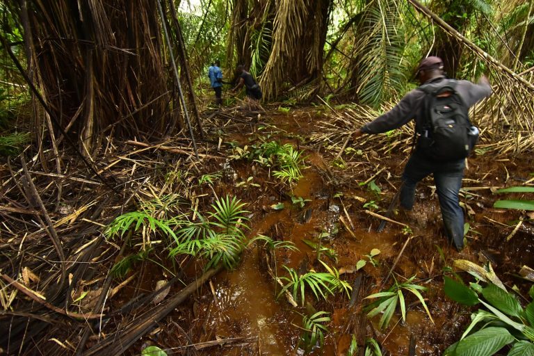 Liberia’s Forests Under Threat from Illegal Logging and Mining