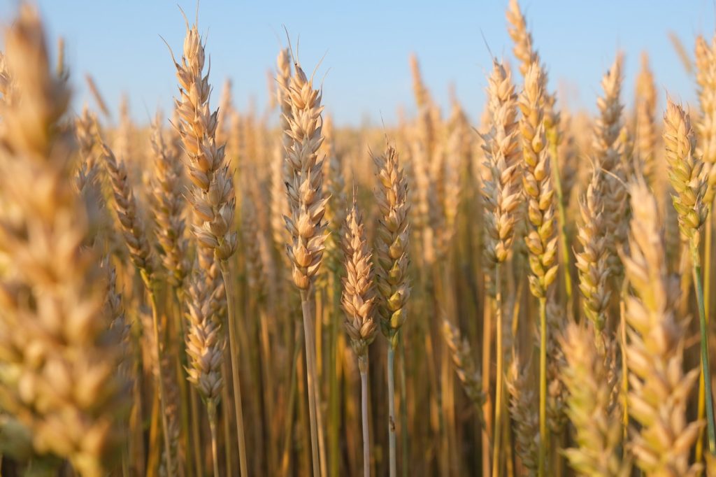 Black Sea Grain Crisis: War Disrupts Global Food Supply for Millions