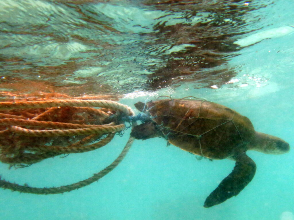 Canada Enacts Single-Use Plastics Ban