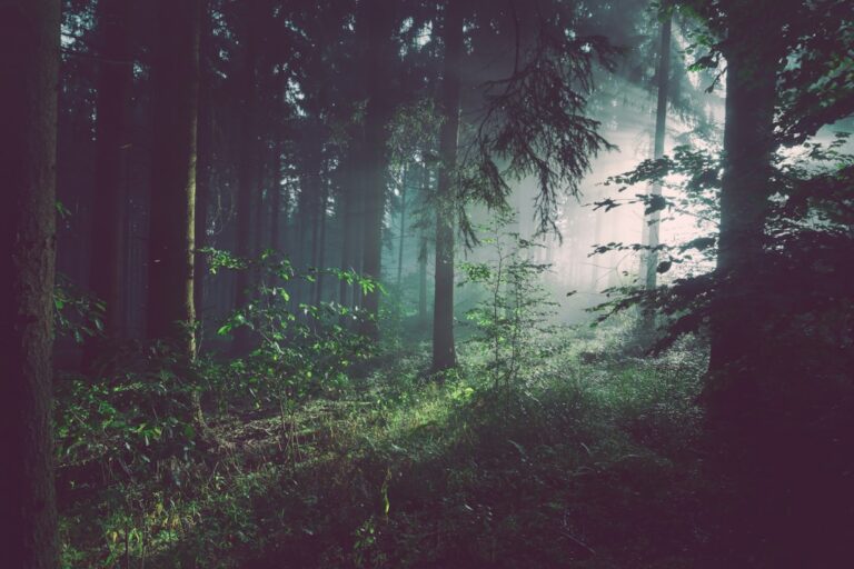 EU Nature Restoration Law takes effect as 80% of habitats decline