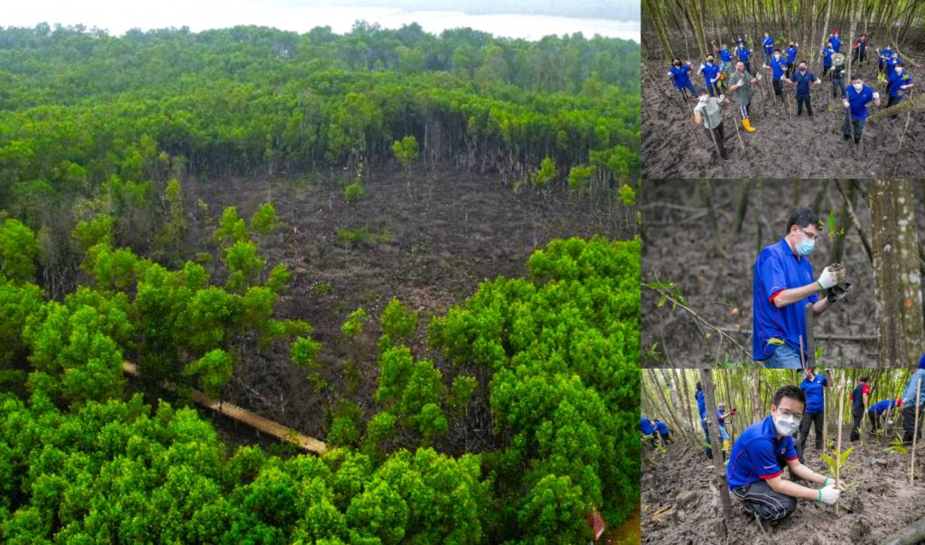 Malaysia Mangrove Restoration Private Funding