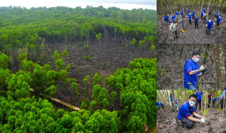 Private Backing Boosts Malaysia’s Mangrove Restoration Efforts