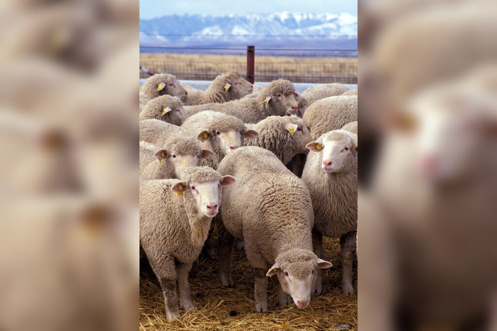 Livestock