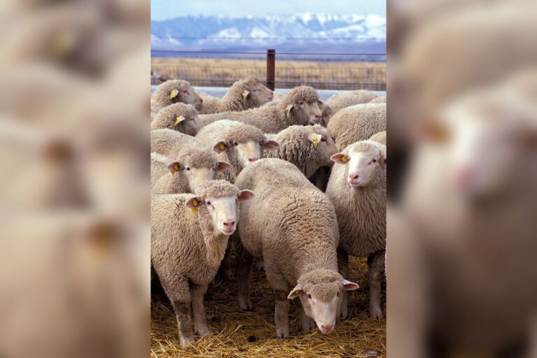 Livestock Association President Urges Pakistan to Modernize Agriculture for Billions in Export Revenue